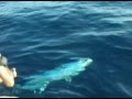 Big Game Fishing Croatia