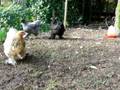 videos de Graan ontbijtje ...