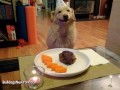 Pets Celebrating Their Birthday!