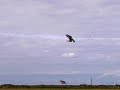 Duiven jagen (pigeon shooting)