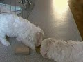 um�me i ?t?kat.MP4