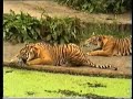 Tijgers in Diergaarde Blijdorp Tijgers in Diergaarde Blijdorp