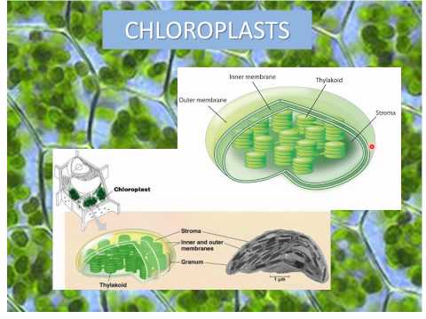 Unit 4 – Mitochondria and Chloroplast