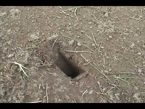how to harvest crickets