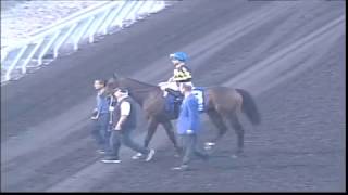 Living the Life Wins Masters Stakes 2nd time 2015