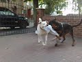 buster n zola 2