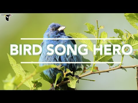 bird - For the full challenge, including the Bird Song Hero Ultimate round and free bird song downloads, visit: http://biology.allaboutbirds.org/bird-song-hero/. Tr...