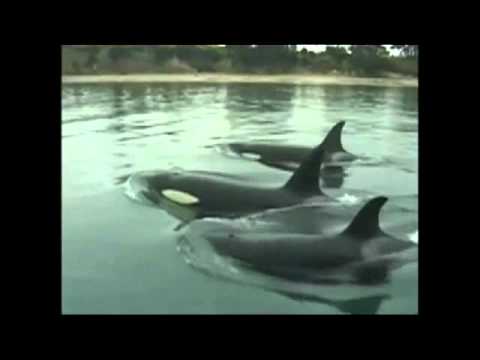 dolphins in captivity essay There are currently 42 orcas in captivity worldwide facts about killer whales in captivity dolphins & whales, orcas, seaworld oceans of trash. dolphins in captivity essay There are currently 42 orcas in captivity worldwide facts about killer whales in captivity dolphins & whales, orcas, seaworld oceans of trash.