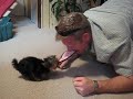 Zola Belle - Playing Tug-of-War with her Daddy
