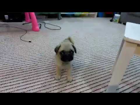 Pug puppy male 8 weeks