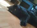 My cat :D My cat :D