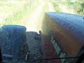 harvesting maize
