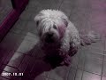 yucatan a gogo perro animal pa un perro lindo yucatan a gogo perro animal pa un perro lindo