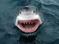 FOTOS  DE TIBURONES  ASESINOS