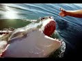 FOTOS  DE TIBURONES  ASESINOS