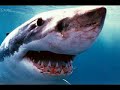 FOTOS  DE TIBURONES  ASESINOS