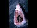 FOTOS  DE TIBURONES  ASESINOS