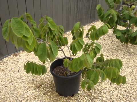 how to fertilize cherimoya