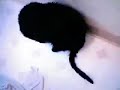 Love Cats