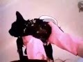 Love Cats