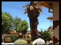 Palm tree falls on bakkie