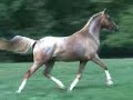 Party At The Ritz, Arabian Appaloosa gelding