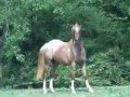 Party At The Ritz, Arabian Appaloosa gelding