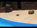 Clyde and Seamore Show Sea World Part 3