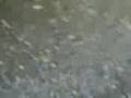videos de Mannini: La sedia
