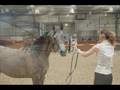 videos de Scottish Arabian And Light Horse Show 2008