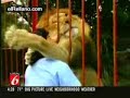 Amor Felino