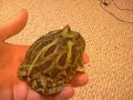 New Pacman Frog+Update!