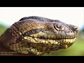 the biggest snakes in the world