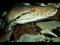 the biggest snakes in the world