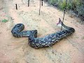 the biggest snakes in the world