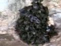 Copie de 08112009
