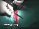 Rescatan a Inka, una perra con el cuello degollado, Spain