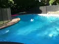 Jackie the Retriever