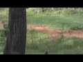 wild pig Kabini