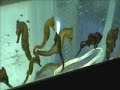 Seahorses all grown up