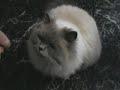 Hank the Himalayan cat doing a couple of tricks. Hank the Himalayan cat doing a couple of tricks.