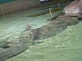 Weird Shark