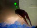 Shazads Fish