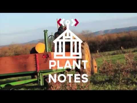 how to plant christmas tree uk