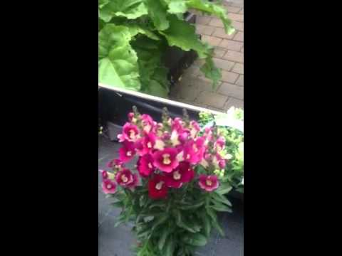 how to plant snapdragons