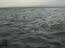 Dolphins invasion