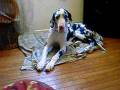 cute baby and Great Dane