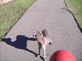 Killa Kali Killa Kali