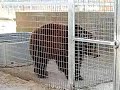 animales exoticos