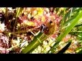La mouche et le droséra (drosera rotundifolia) - Etang d'Izourt - Vicdessos - 09